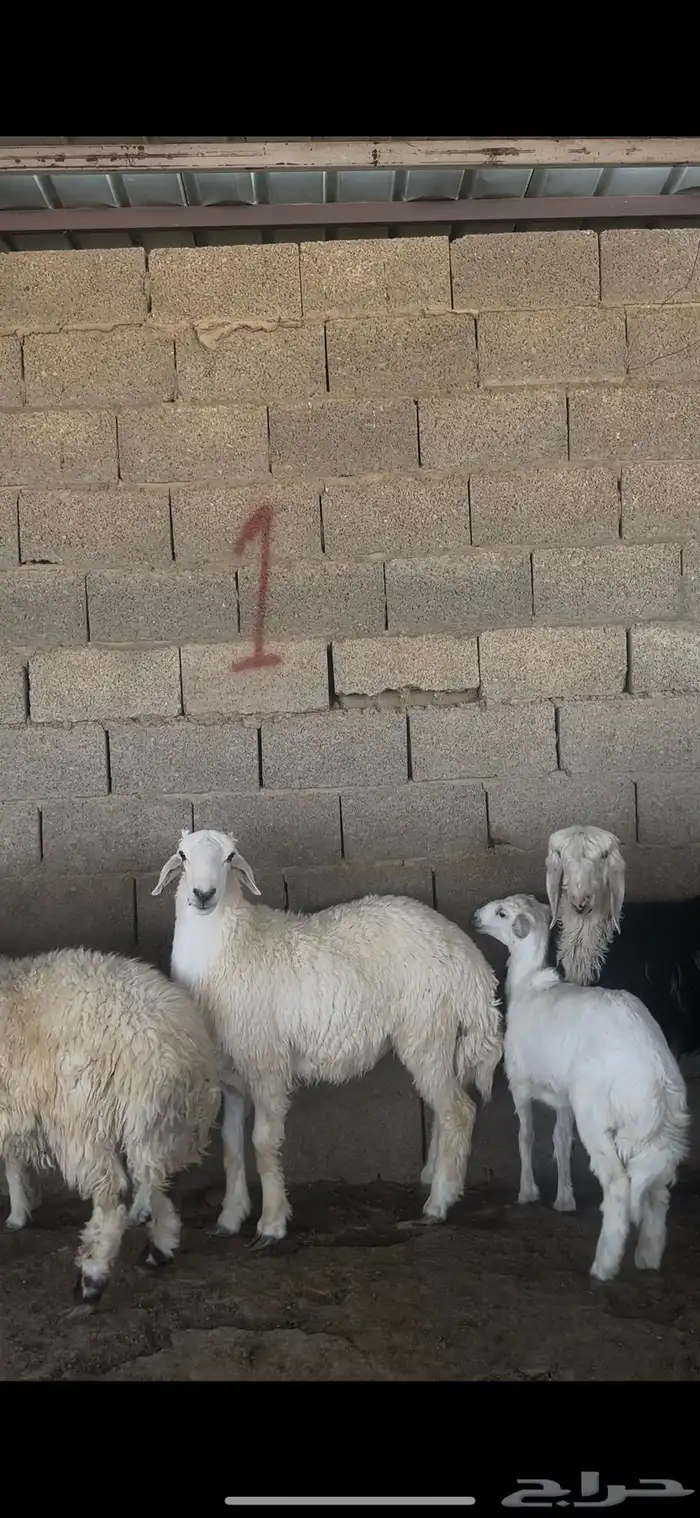 ذبايح بلدي نعيمي حري نجدي الخرج 1