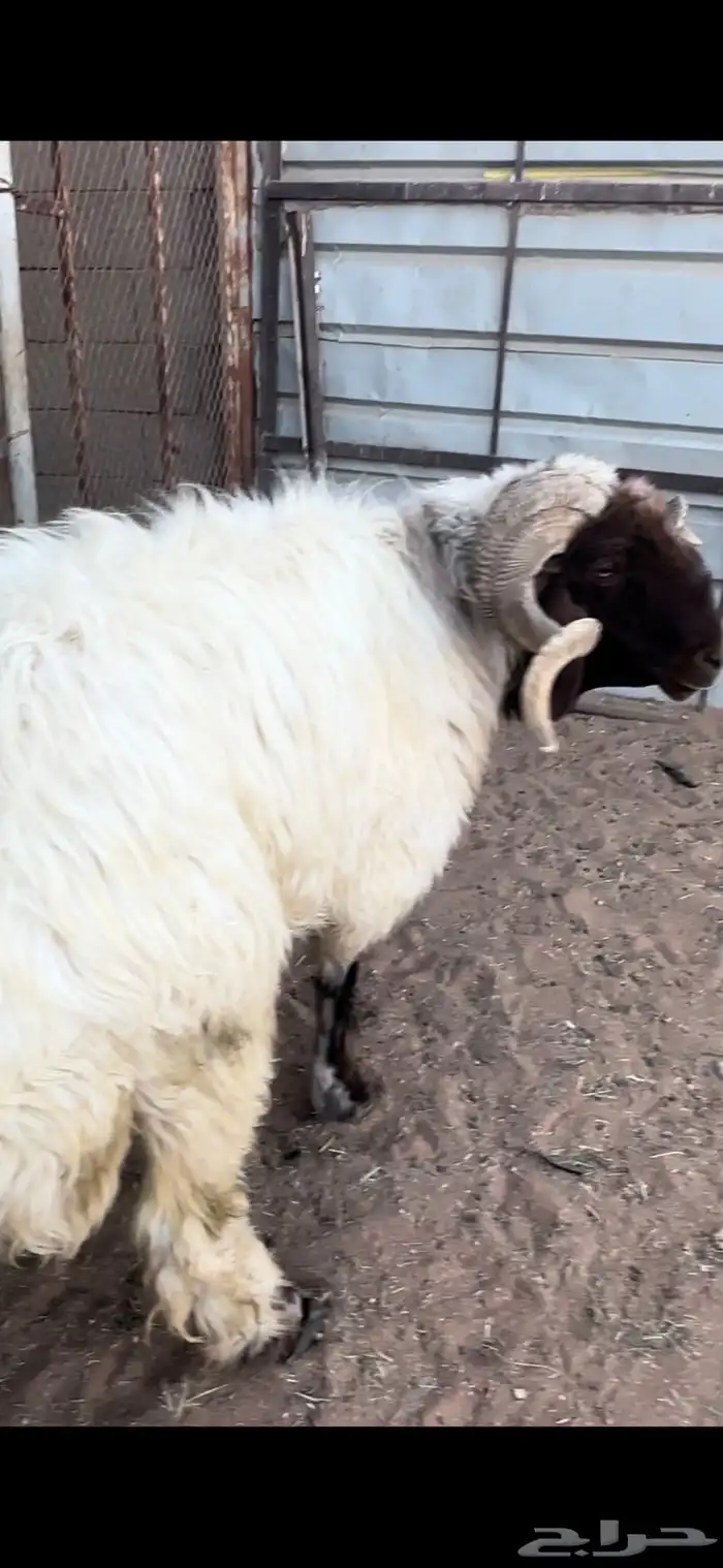 فحل نعيمي مشروط 0