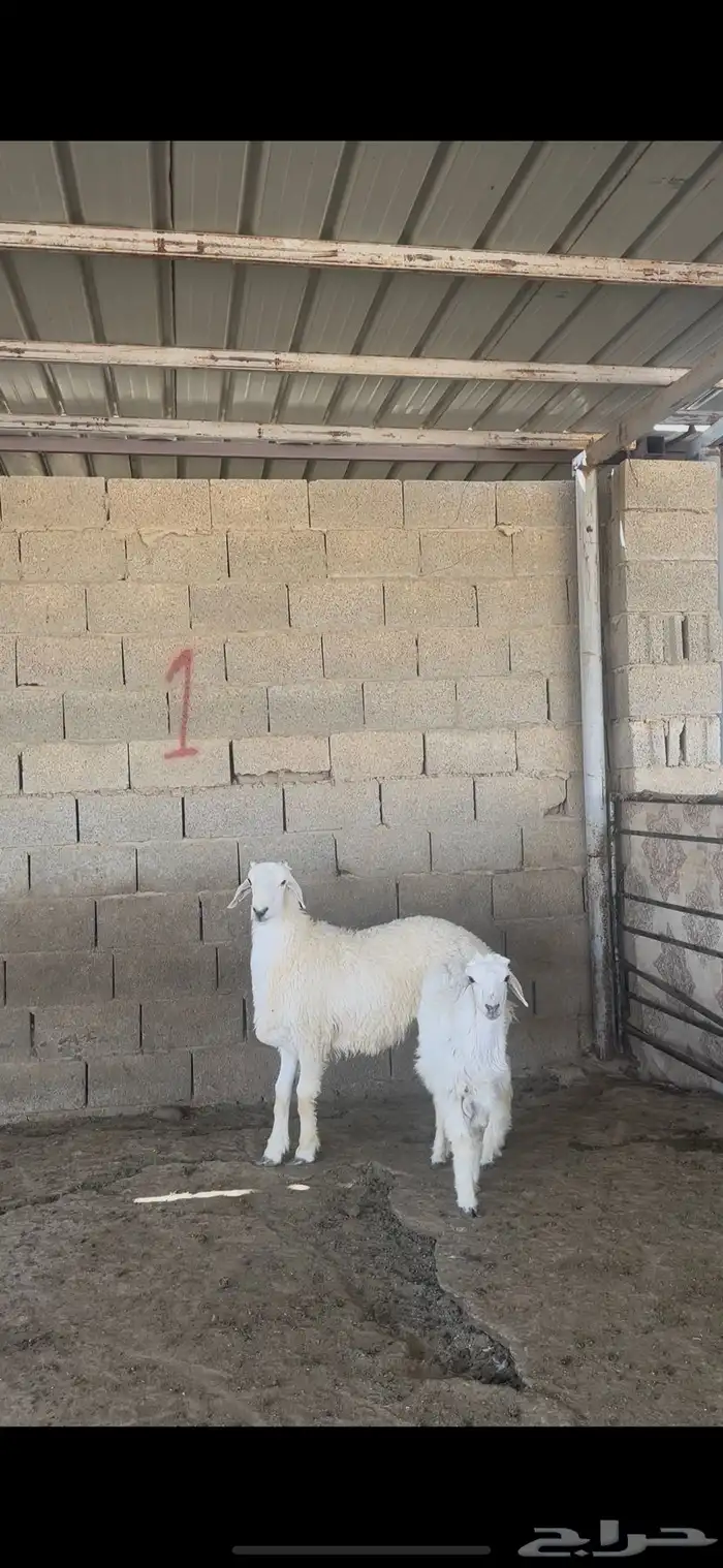 ذبايح بلدي نعيمي حري نجدي الخرج 2