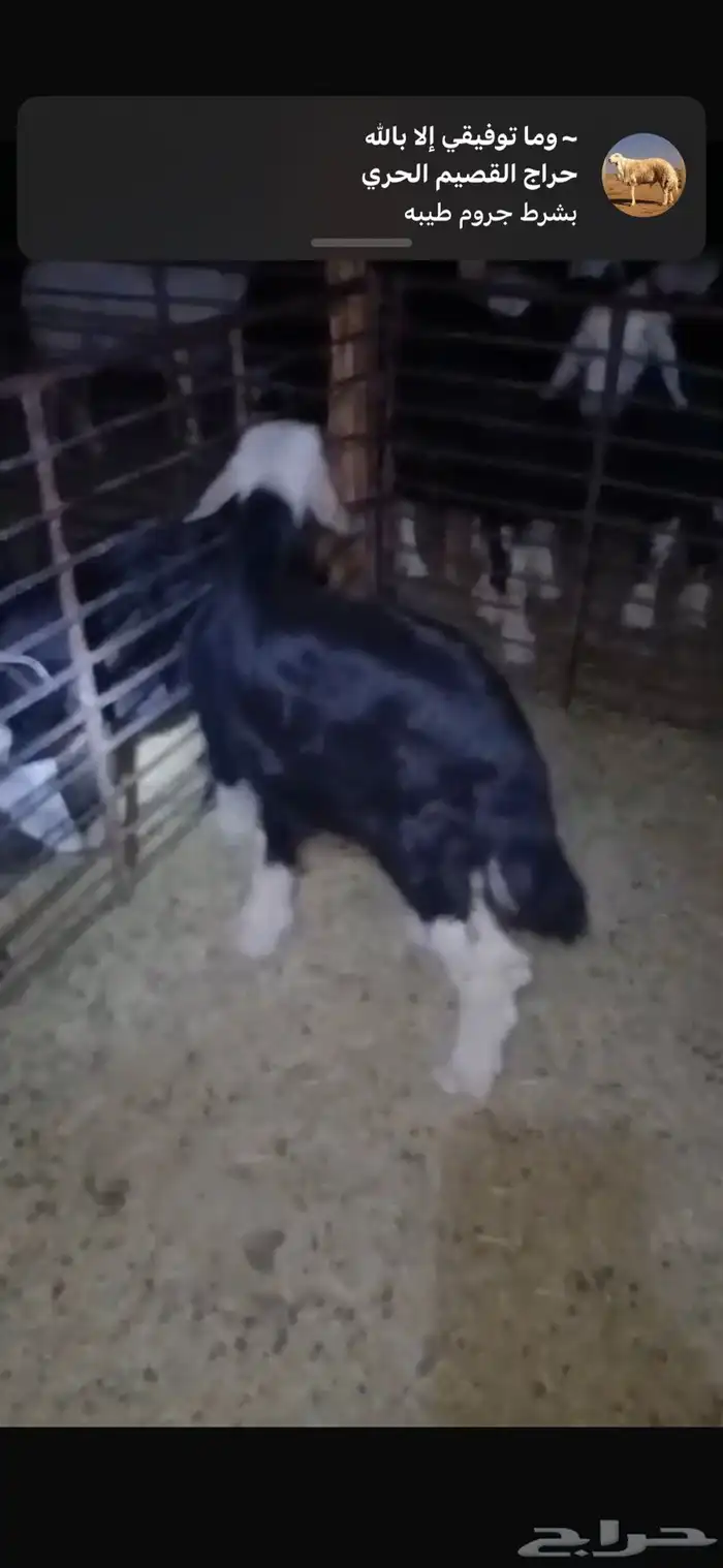 للبيع خروف وتيسين دواغير وتيس وجفره عمارهن ثلاث اشهر 7