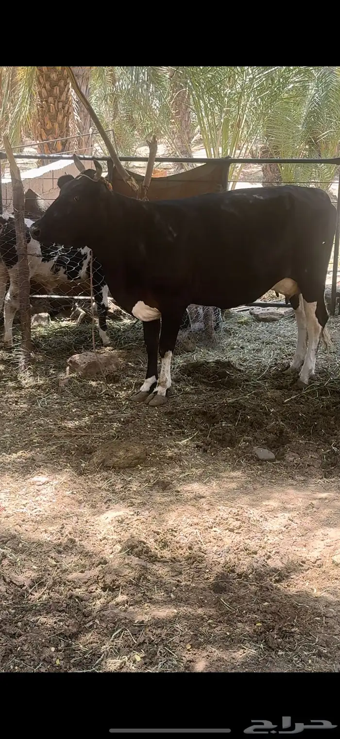 بقرة منيحه معها ولدها حليب 8 إلى 10 كيلو 0