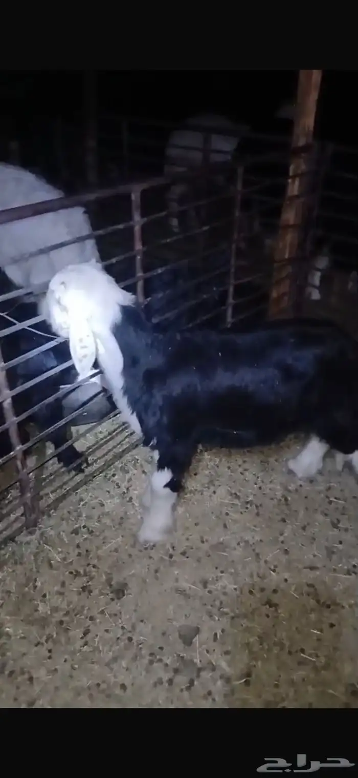 للبيع خروف وتيسين دواغير وتيس وجفره عمارهن ثلاث اشهر 2