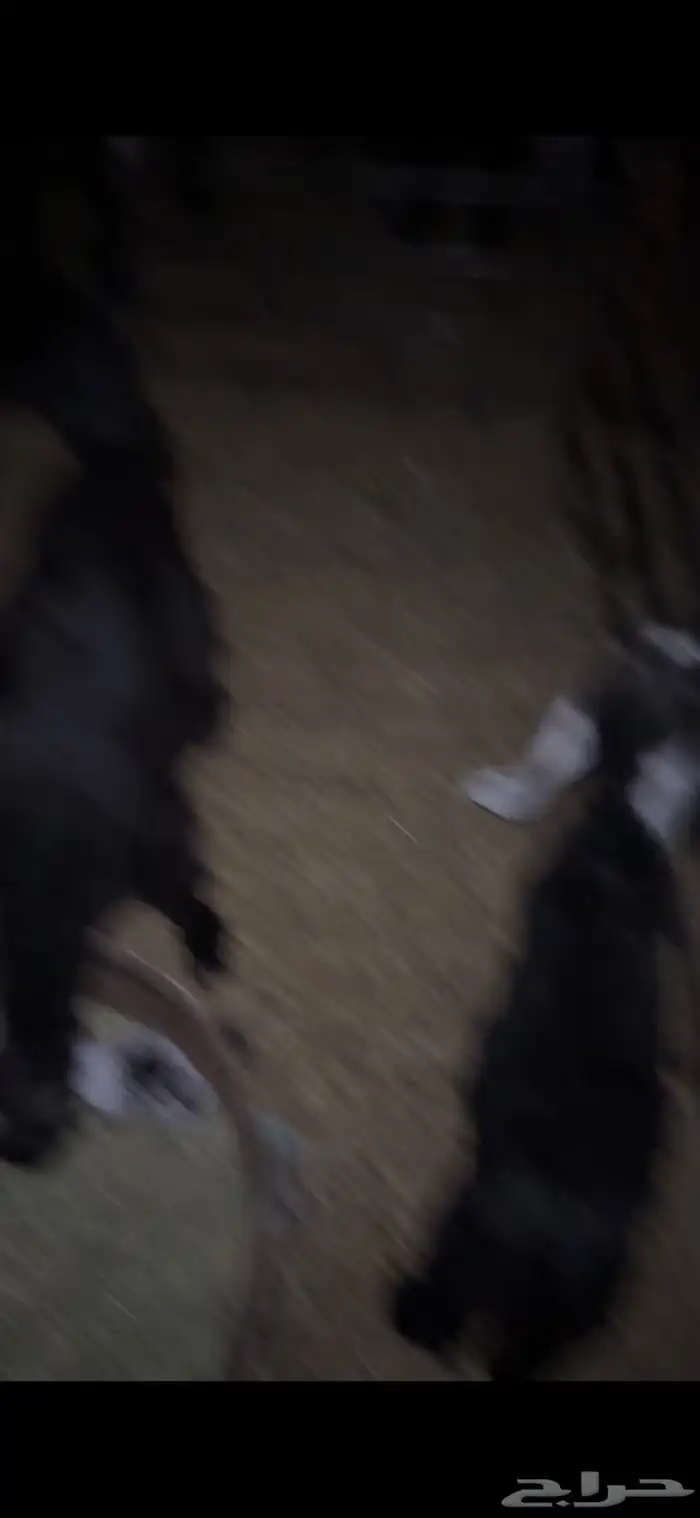 للبيع خروف وتيسين دواغير وتيس وجفره عمارهن ثلاث اشهر 18