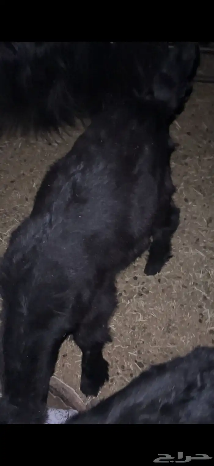 للبيع خروف وتيسين دواغير وتيس وجفره عمارهن ثلاث اشهر 11