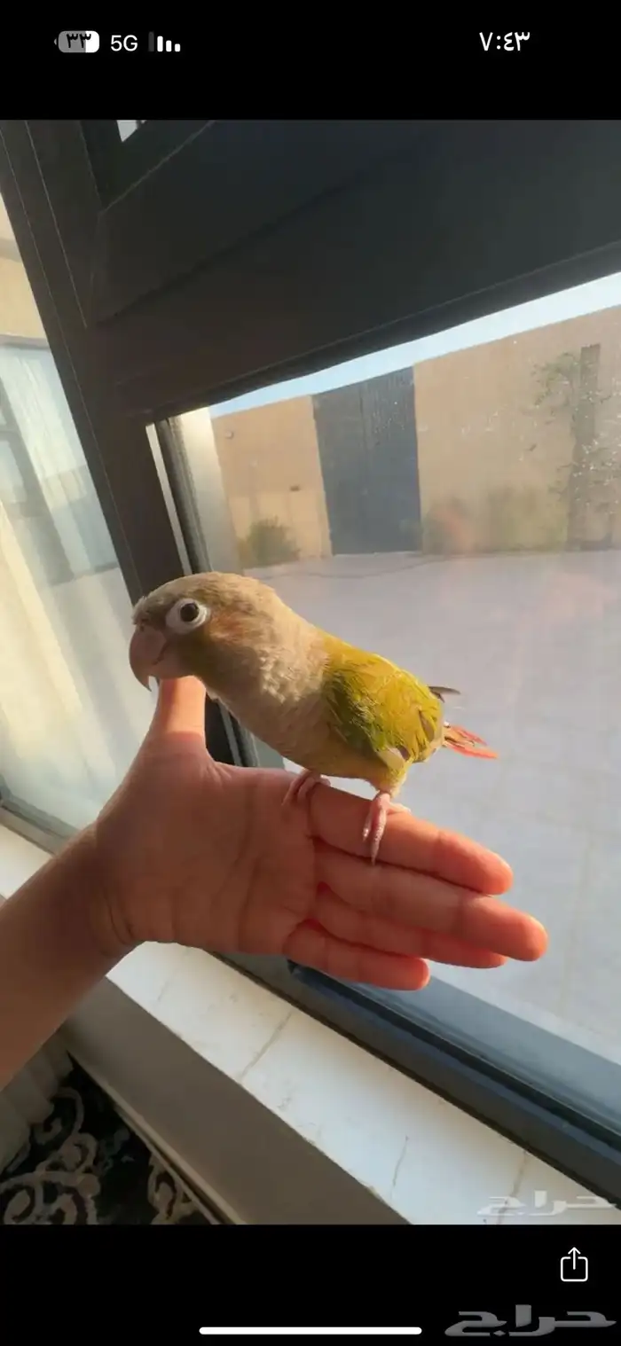 كنيور اناناس 4