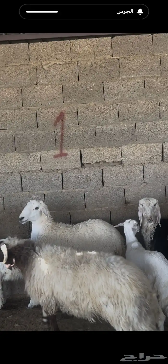 ذبايح بلدي نعيمي حري نجدي الخرج 4