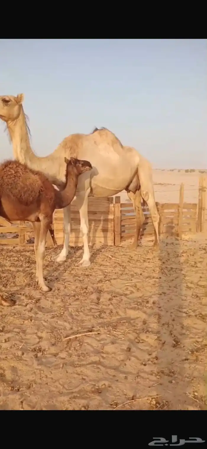 ناقة خلفه مجموع 0