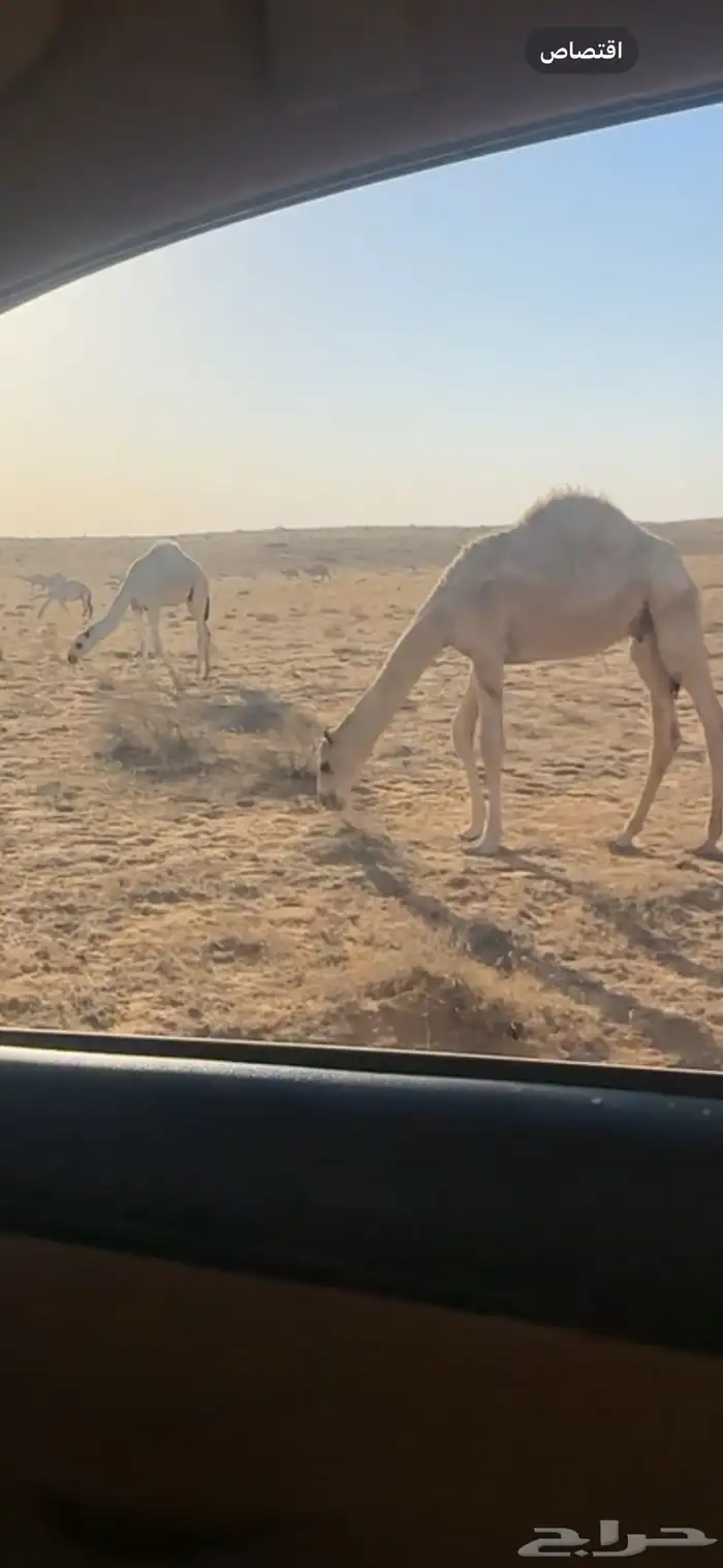 للبيع قعدان قصب 2