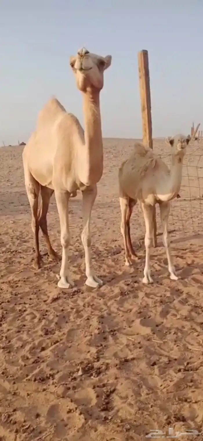 ناقة عشره 0