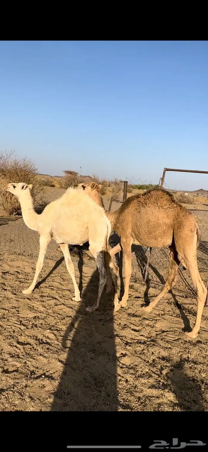 للبيع قعود طيب و بكره وقعود 4