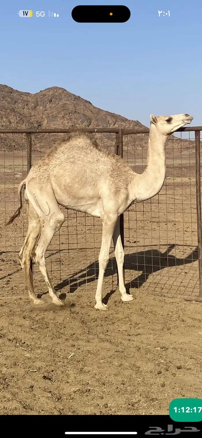 بكره للبيع 0