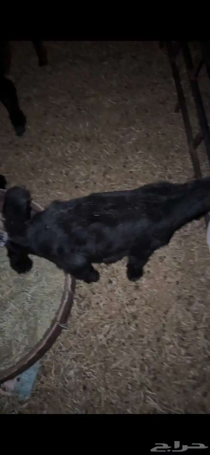 للبيع خروف وتيسين دواغير وتيس وجفره عمارهن ثلاث اشهر 14