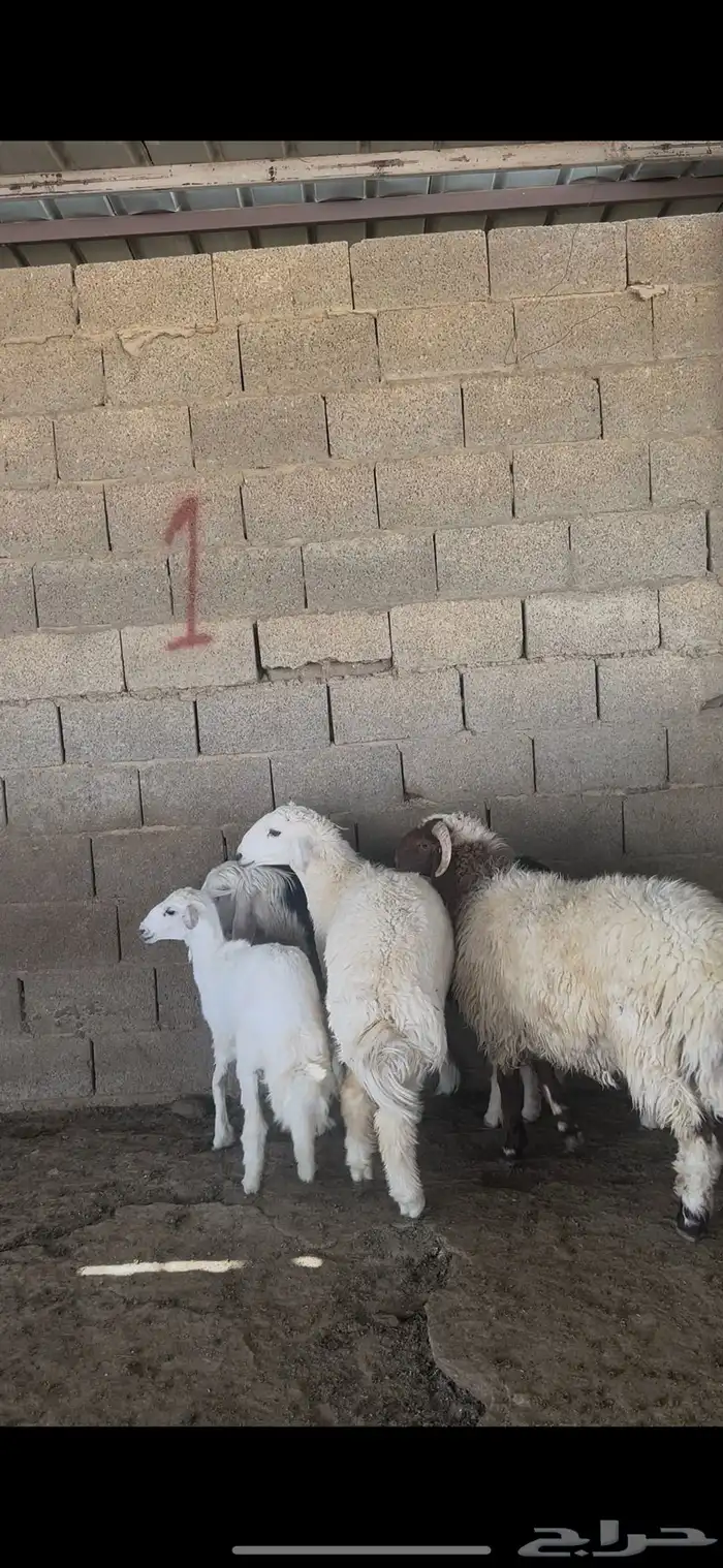 ذبايح بلدي نعيمي حري نجدي الخرج 0