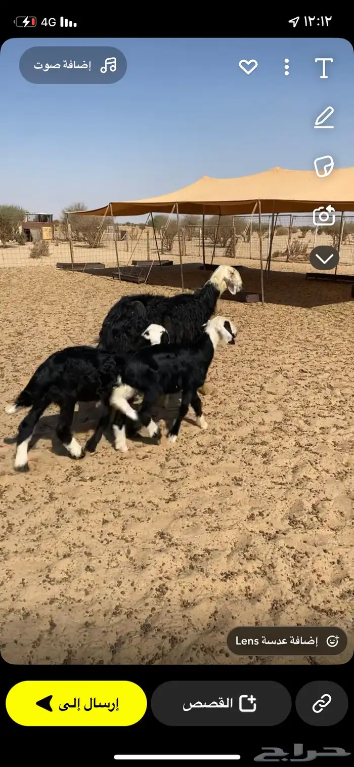 شاه نجديه قارح معها رخال كل شي شرط 0