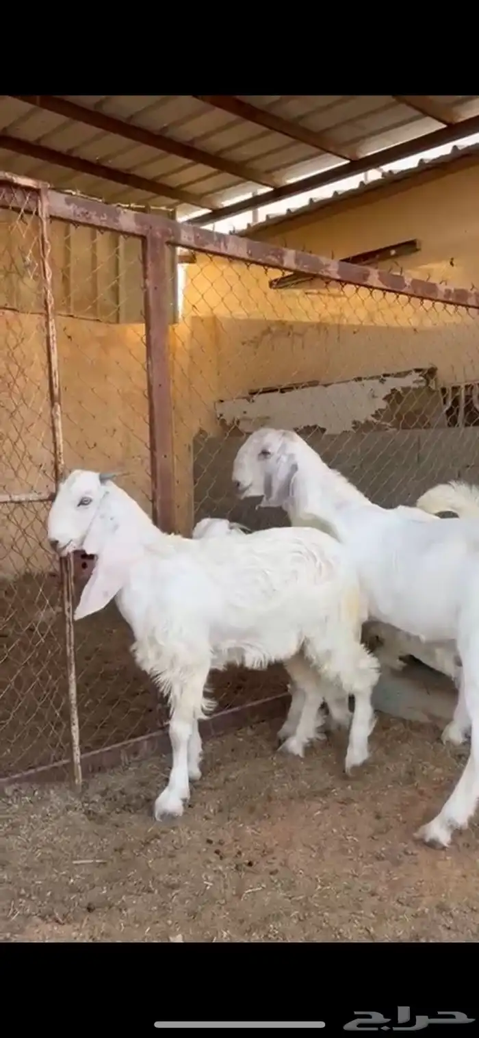 جفار عنقان مقاني مشروكات ( المزاحمية 4