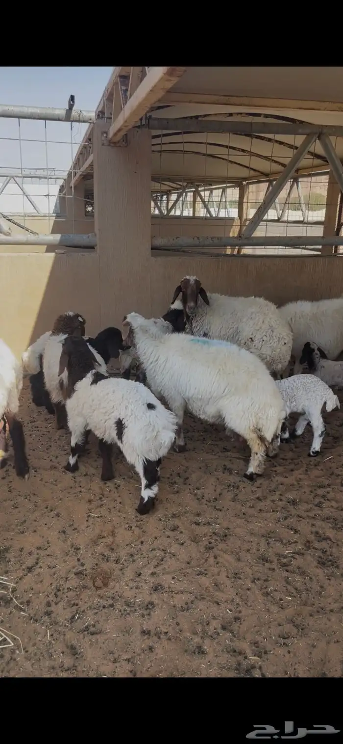 مواليد نعيم للبيع 0