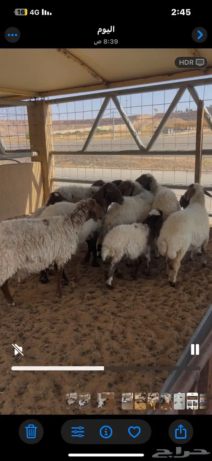 مواليد نعيم للبيع 3