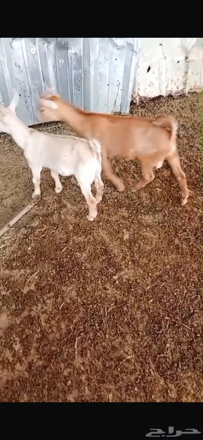 ماعز قزمي 1