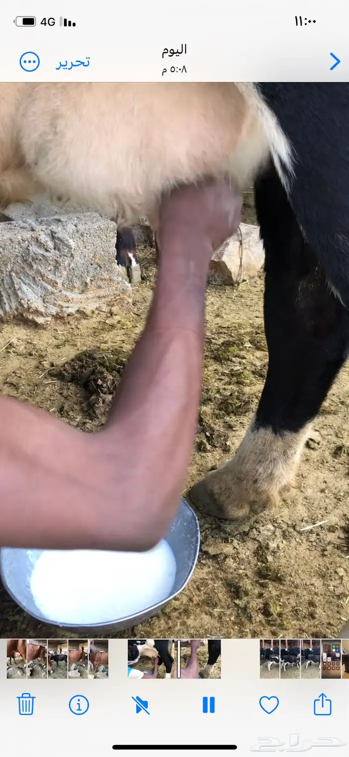 بقره منيحة بيت تحتها حسيل عمر من ثلاثة الى اربعة اشهر 3
