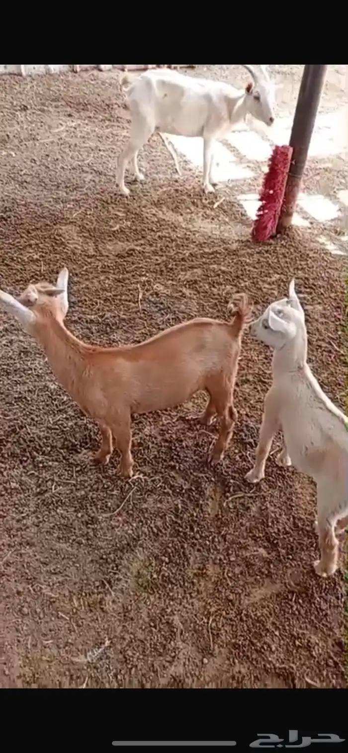 ماعز قزمي 0