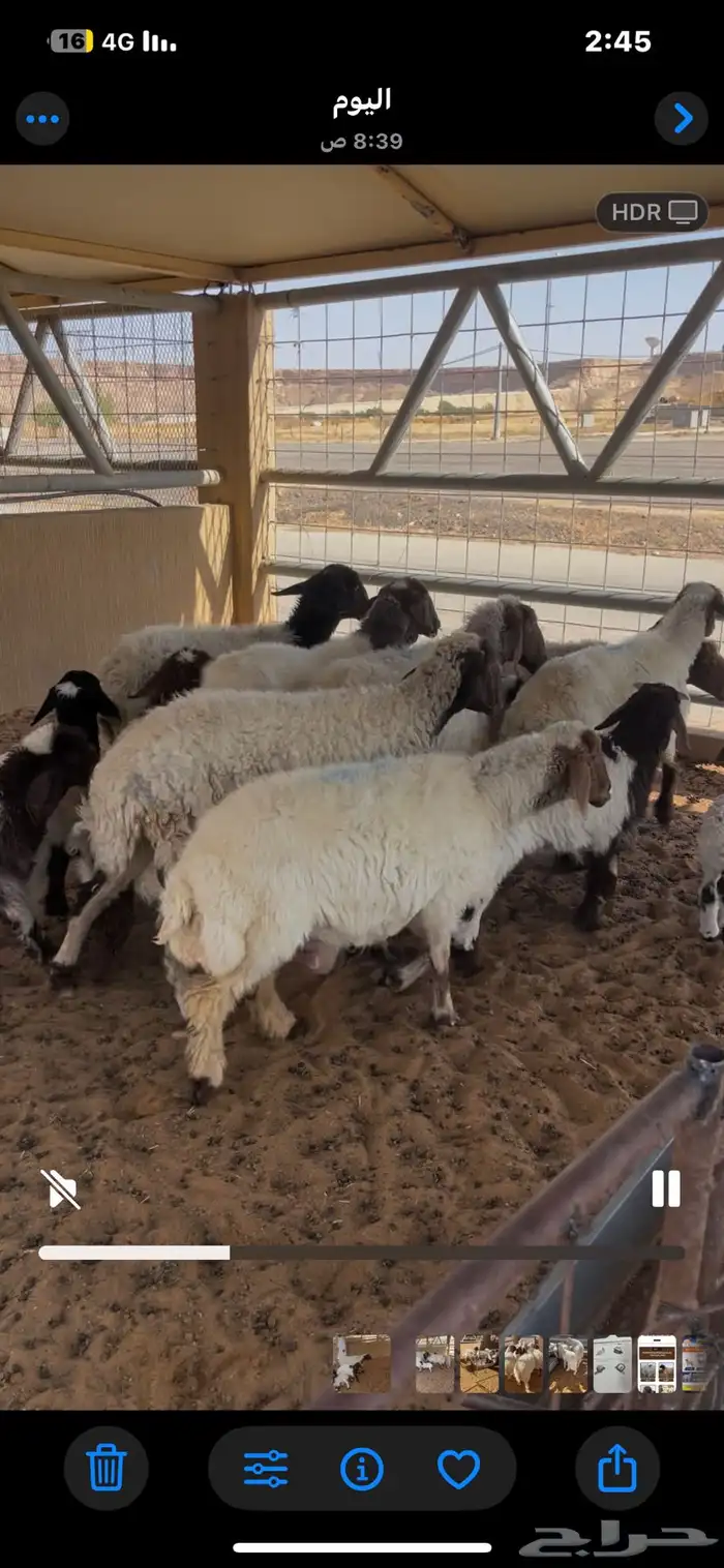 مواليد نعيم للبيع 2