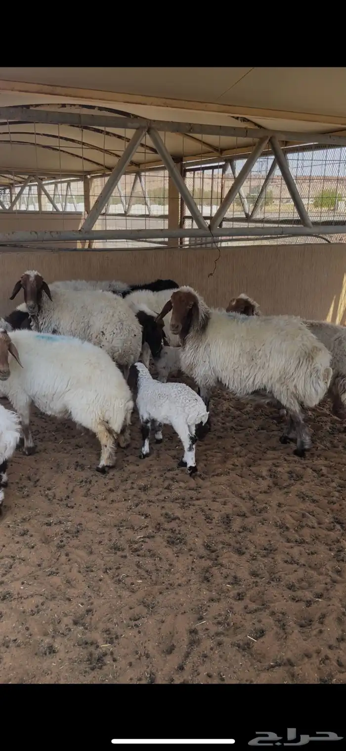 مواليد نعيم للبيع 1