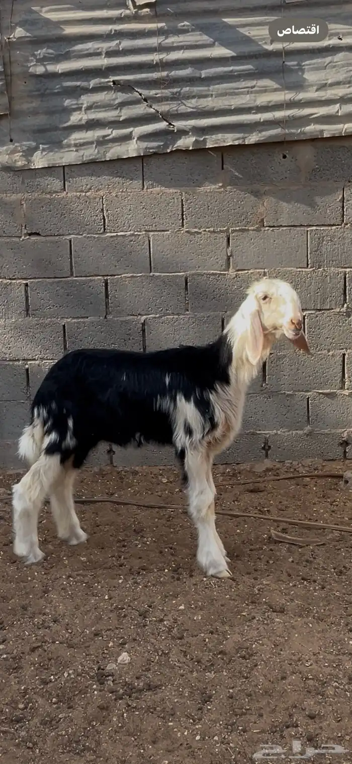رخل صنف فاخره 0