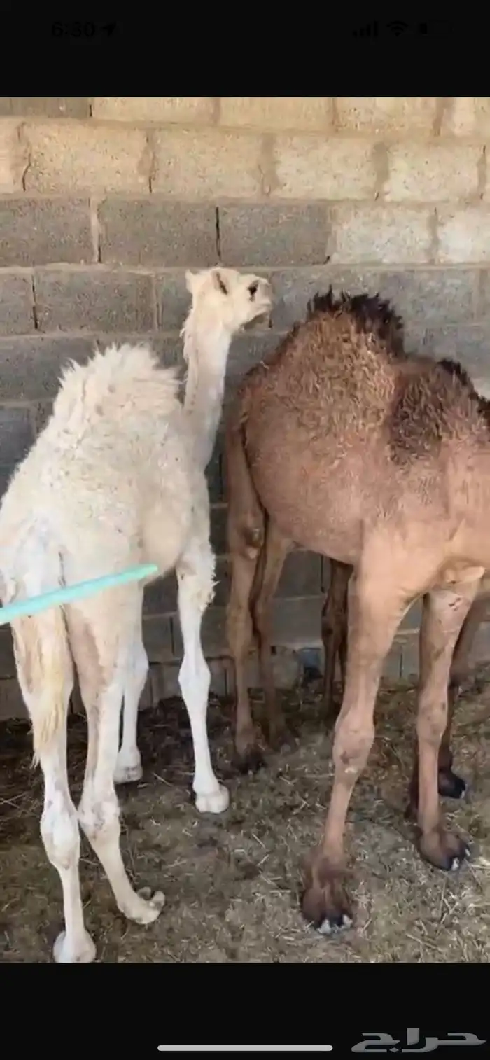 حشو تربيه قعودين وبكره 0
