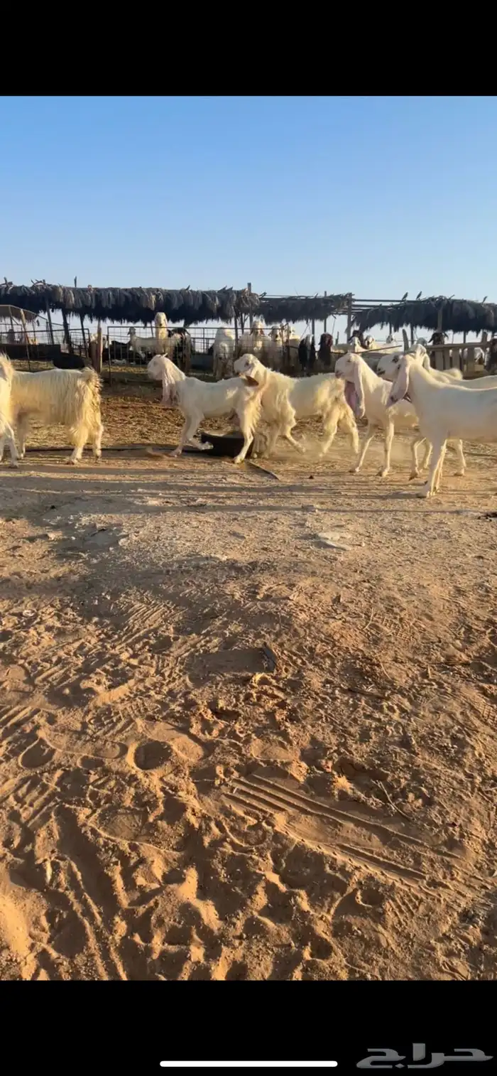 معزا مشروك بيض خصم 3