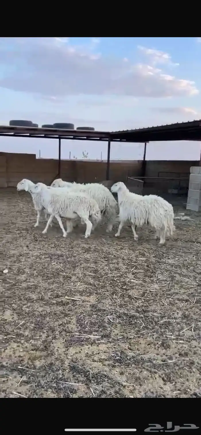 فحول حريه واحد عيسي 1