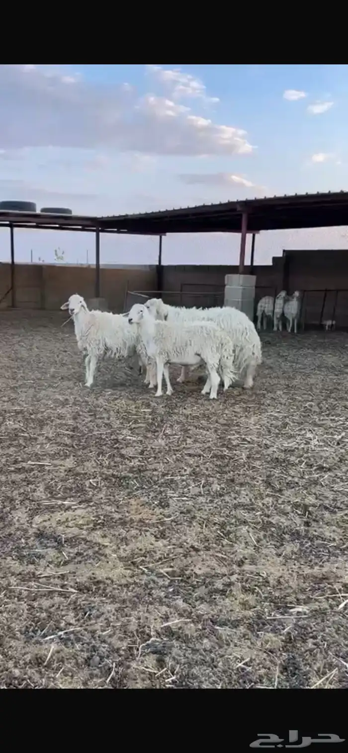 فحول حريه واحد عيسي 3