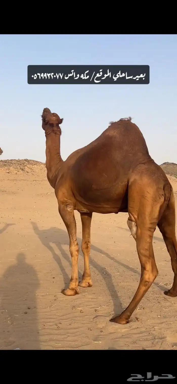 بعير جمل ساحلي 9