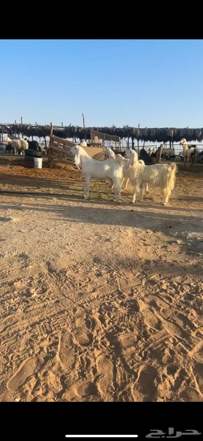 معزا مشروك بيض خصم 2