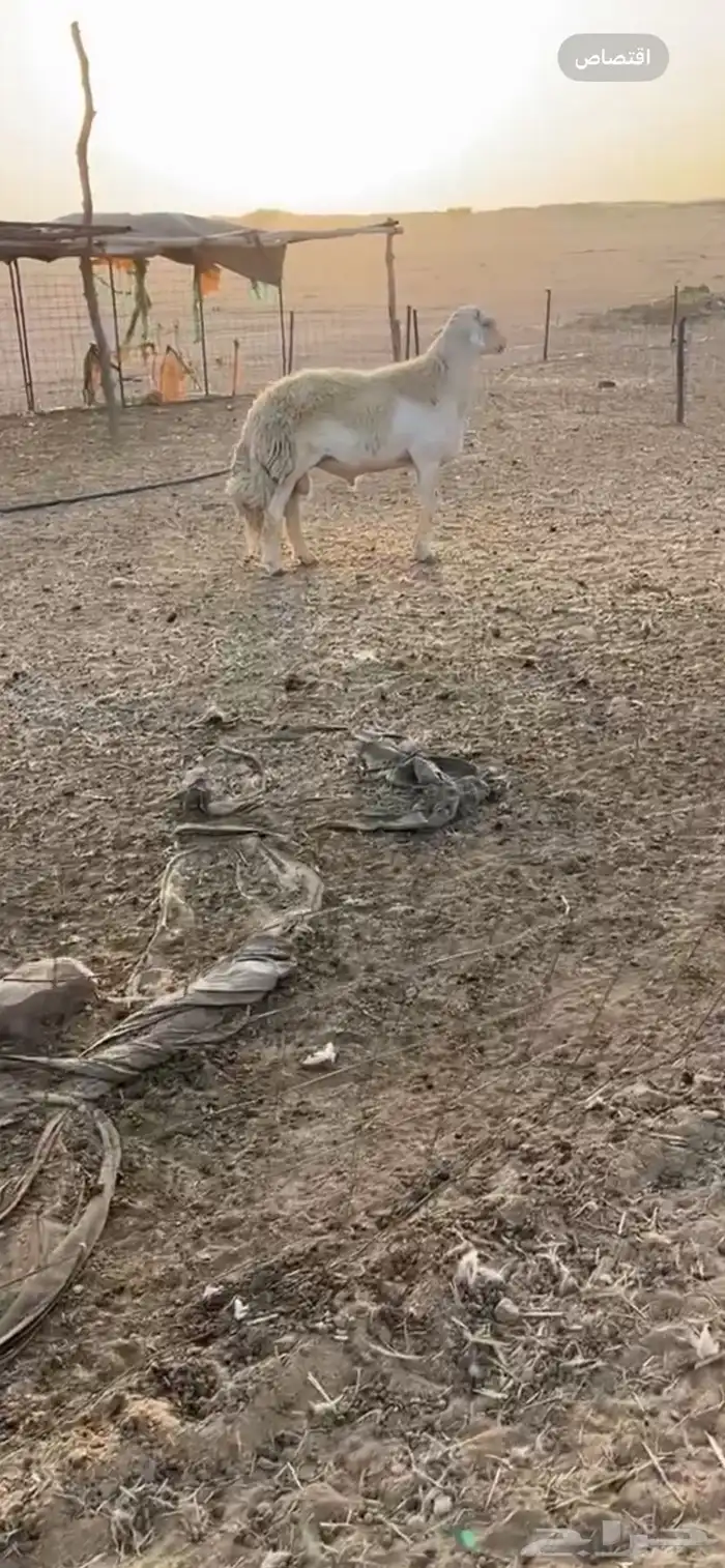 طلي فحل صنف 2