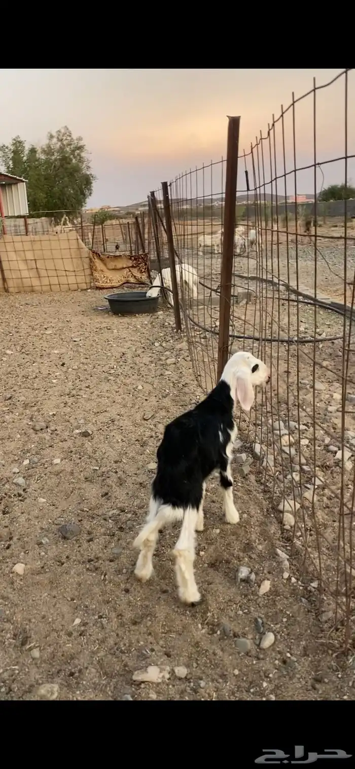 نجدي 3