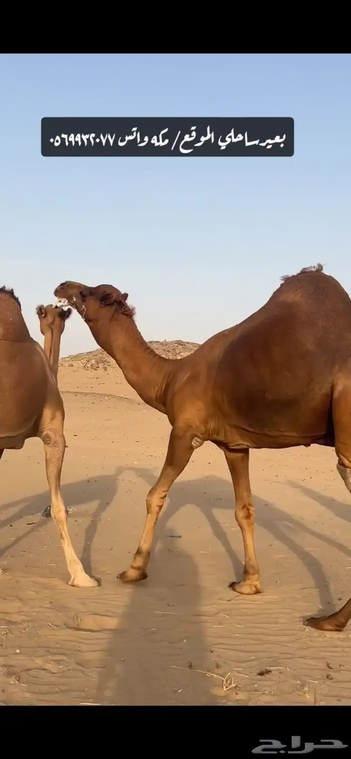 بعير جمل ساحلي 7