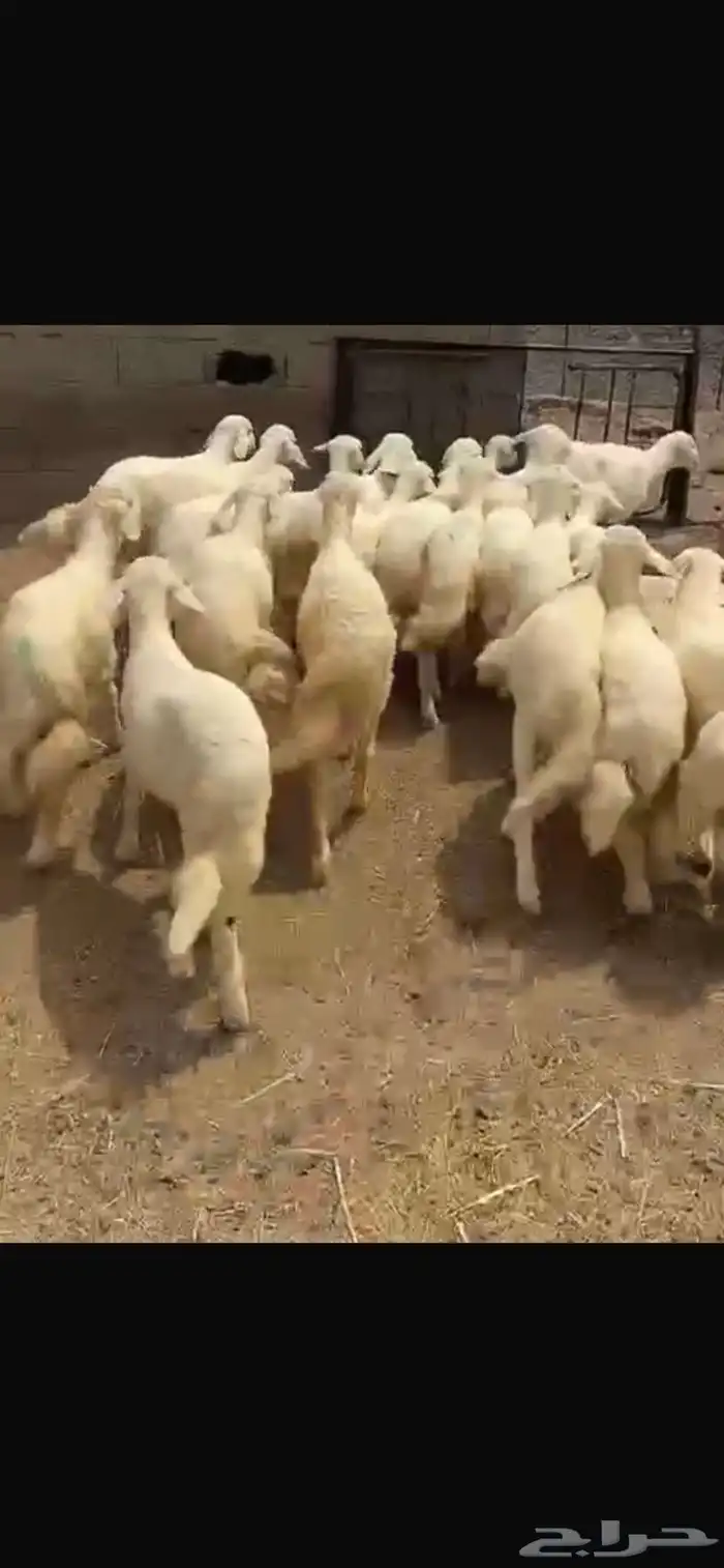 بهم 2