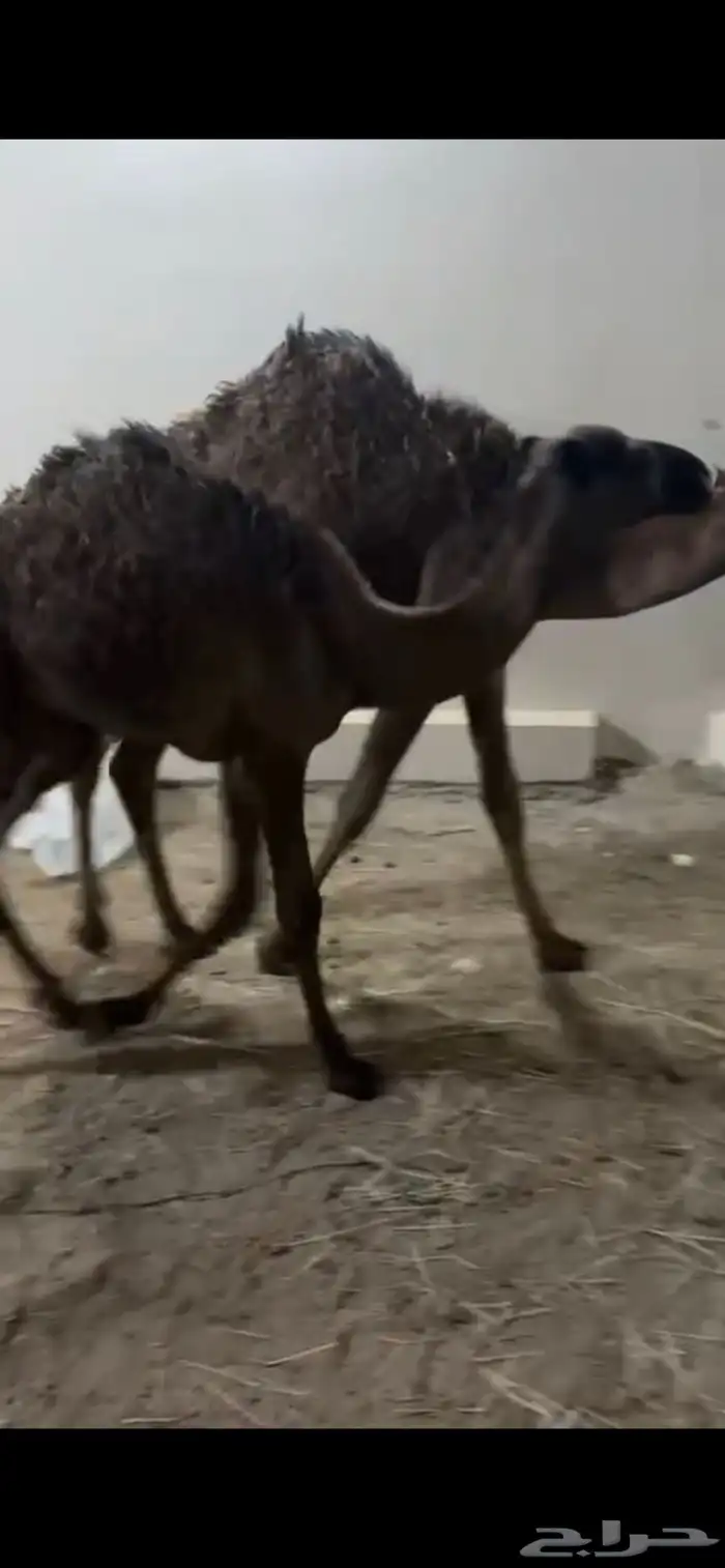 حشو تربيه توها جايه من البر 2