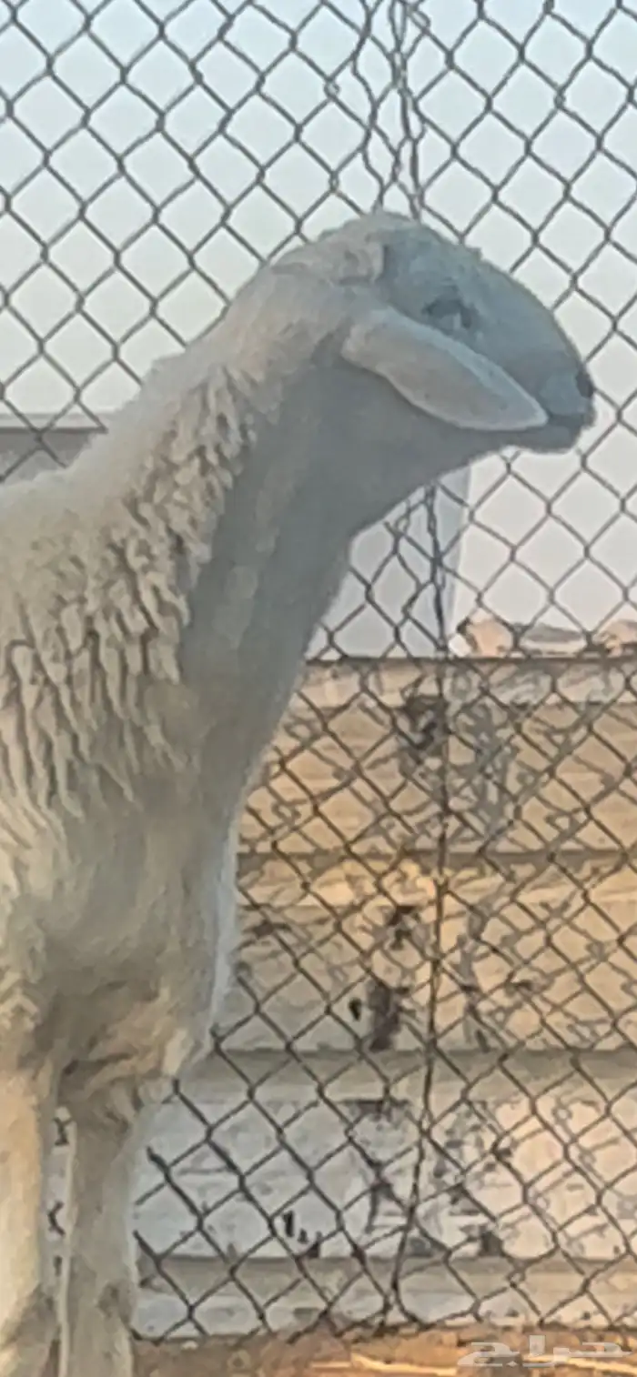 فحل حري صنف فاخر 0
