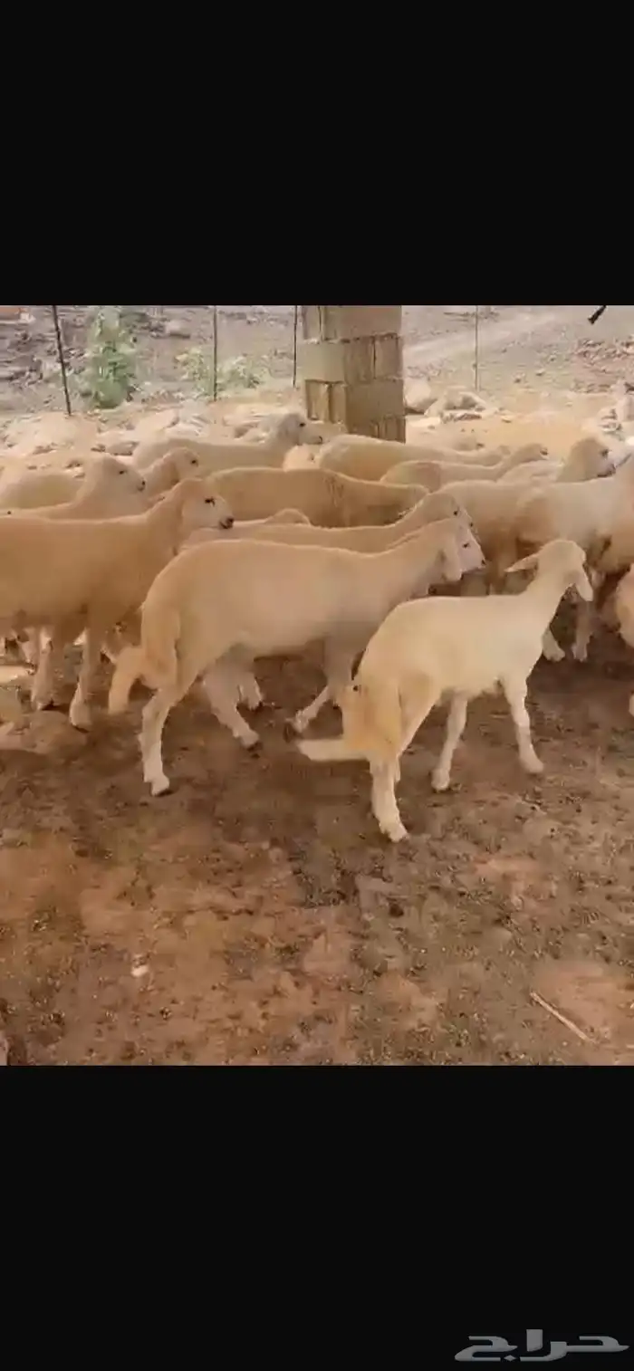 بهم 1