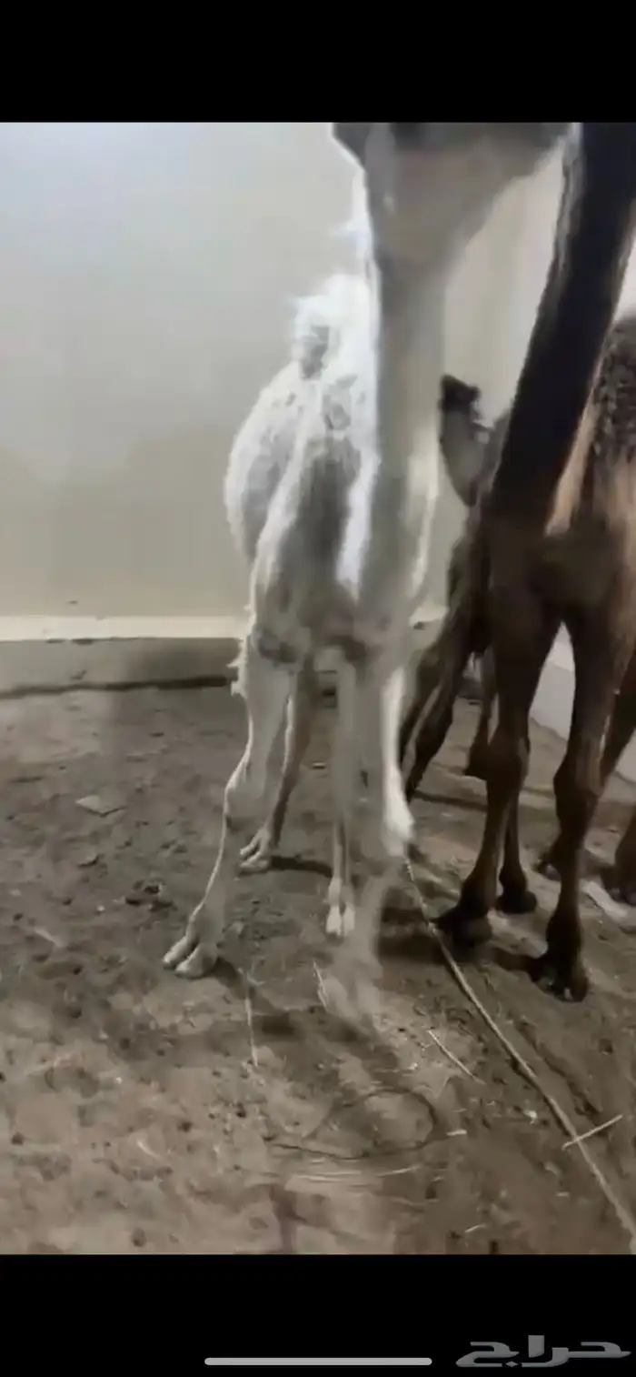 حشو تربيه توها جايه من البر 1
