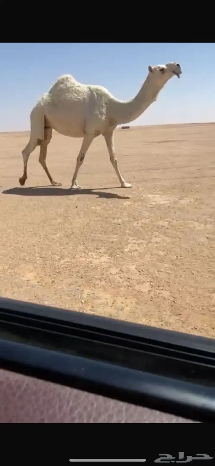 للبيع البكره الضريبه 0