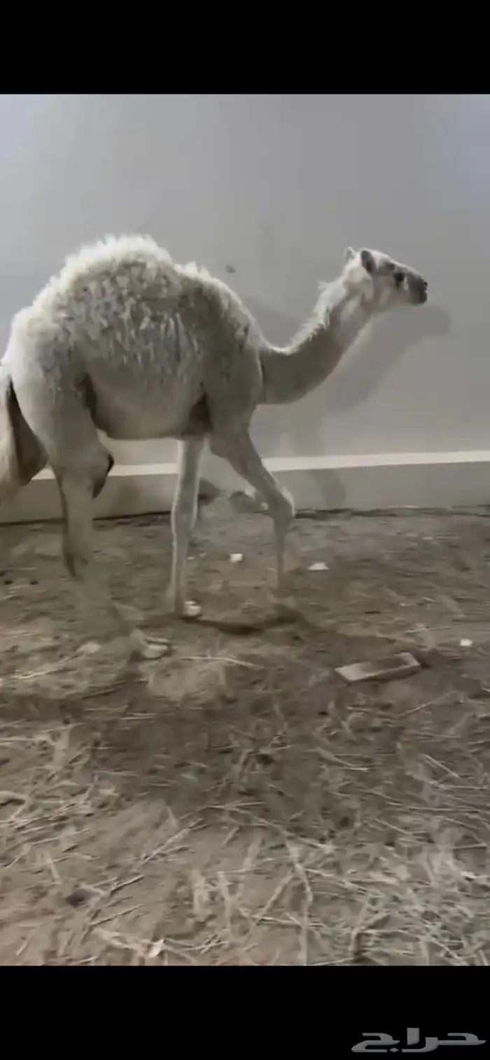 حشو تربيه توها جايه من البر 0