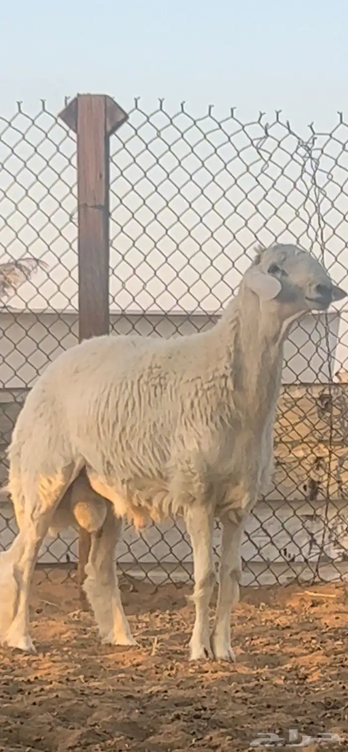 فحل حري صنف فاخر 2