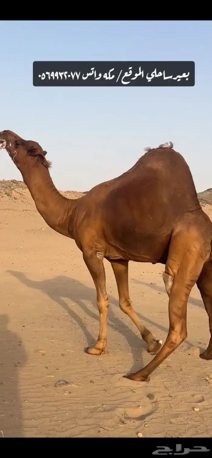 بعير جمل ساحلي 4