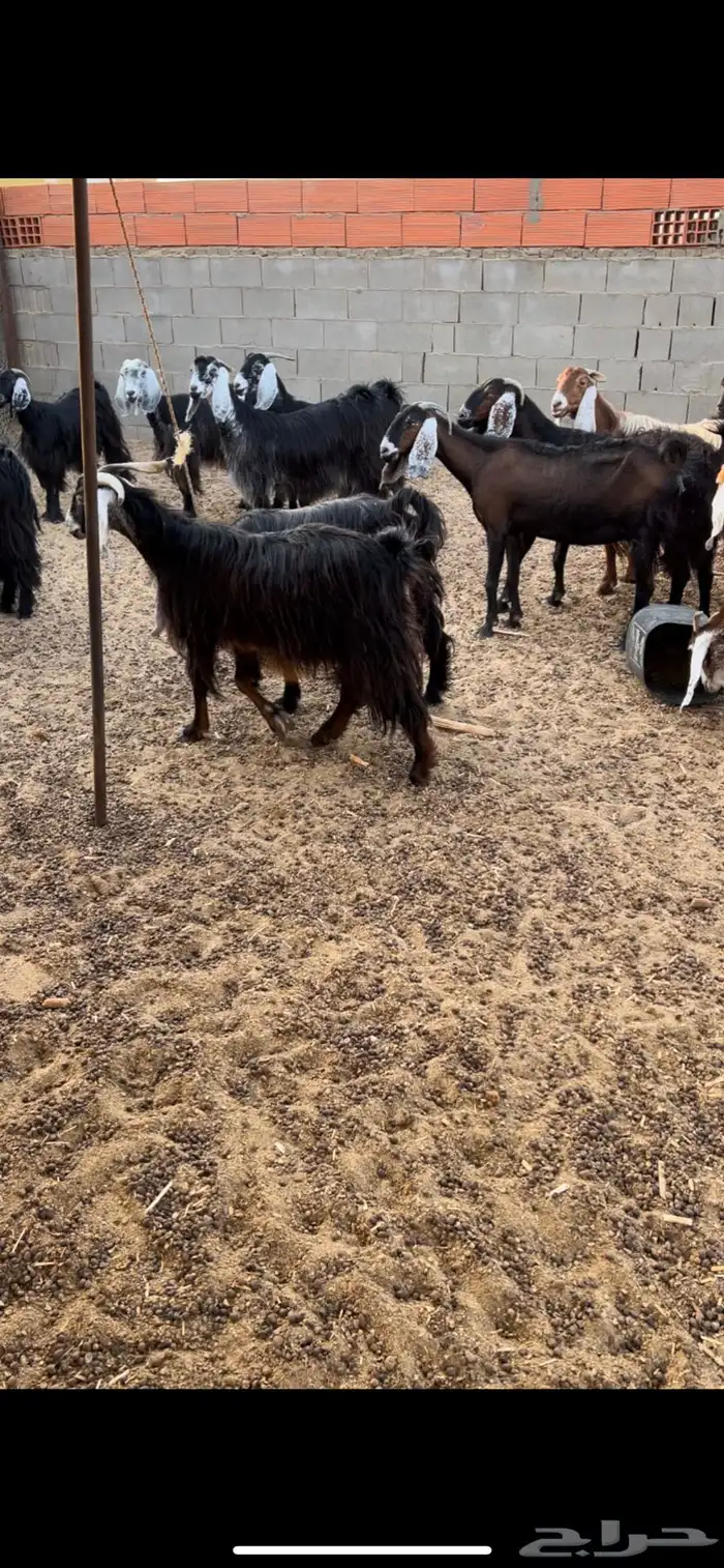 معزا عوارض 1