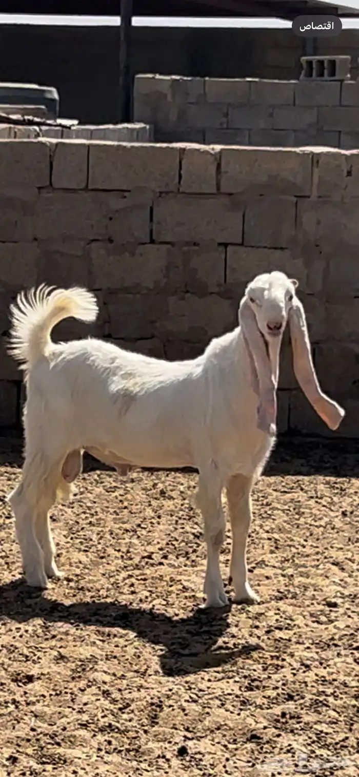 مشروع فحل تيس طيب 1