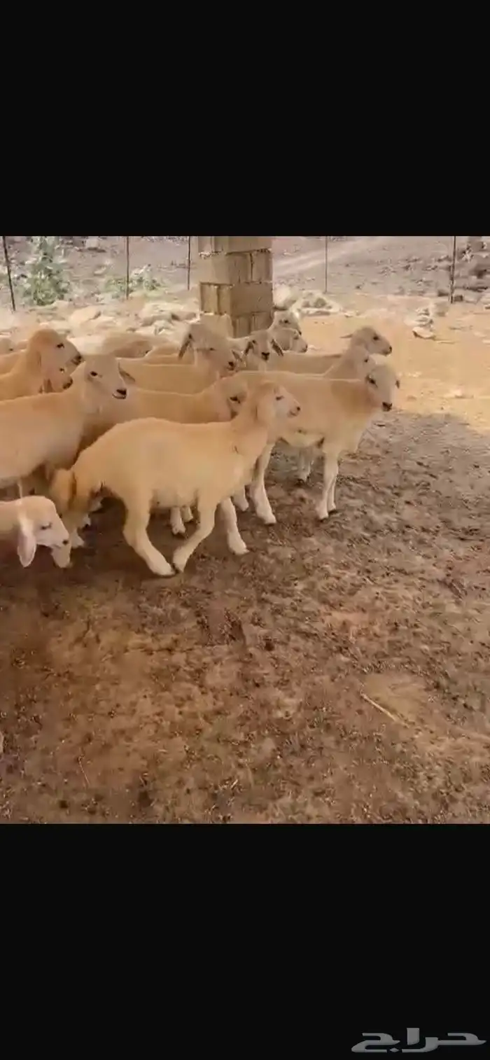 بهم 0