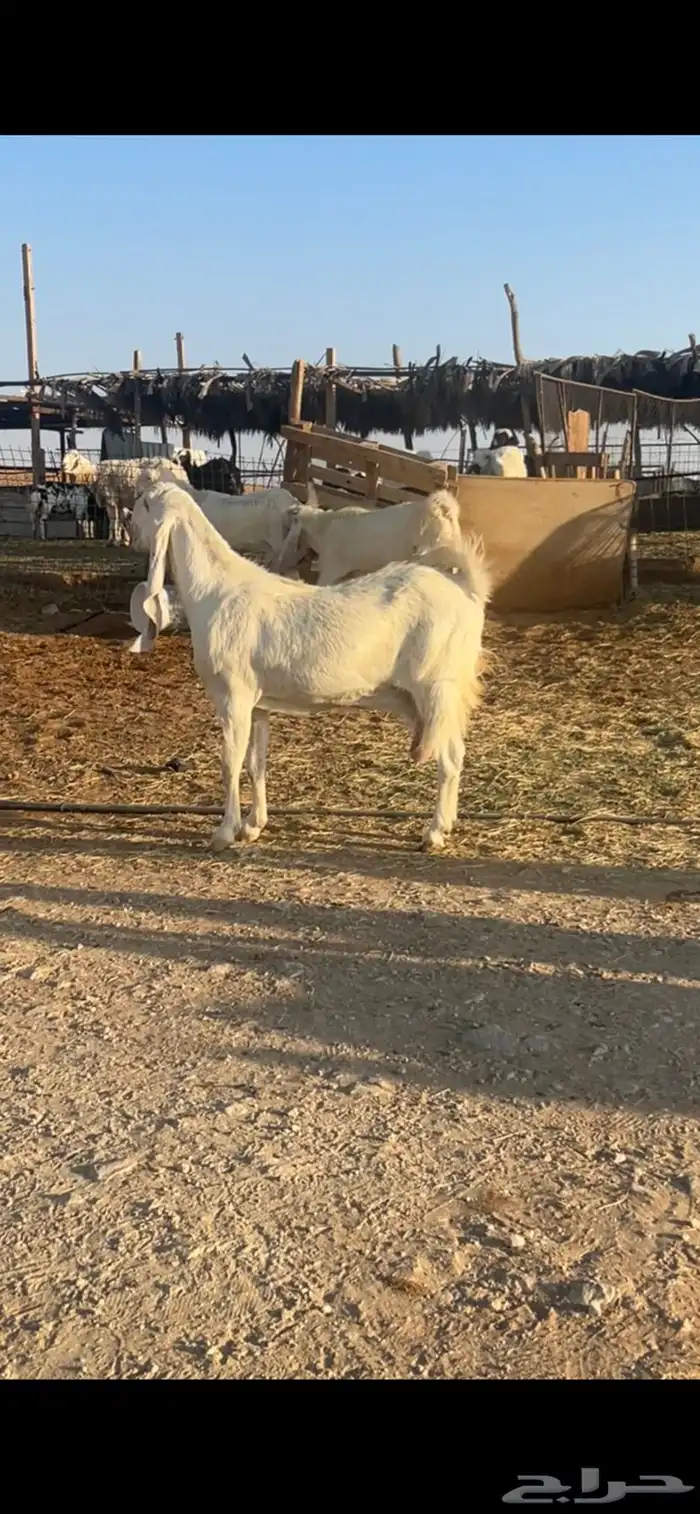 معزا مشروك بيض خصم 0