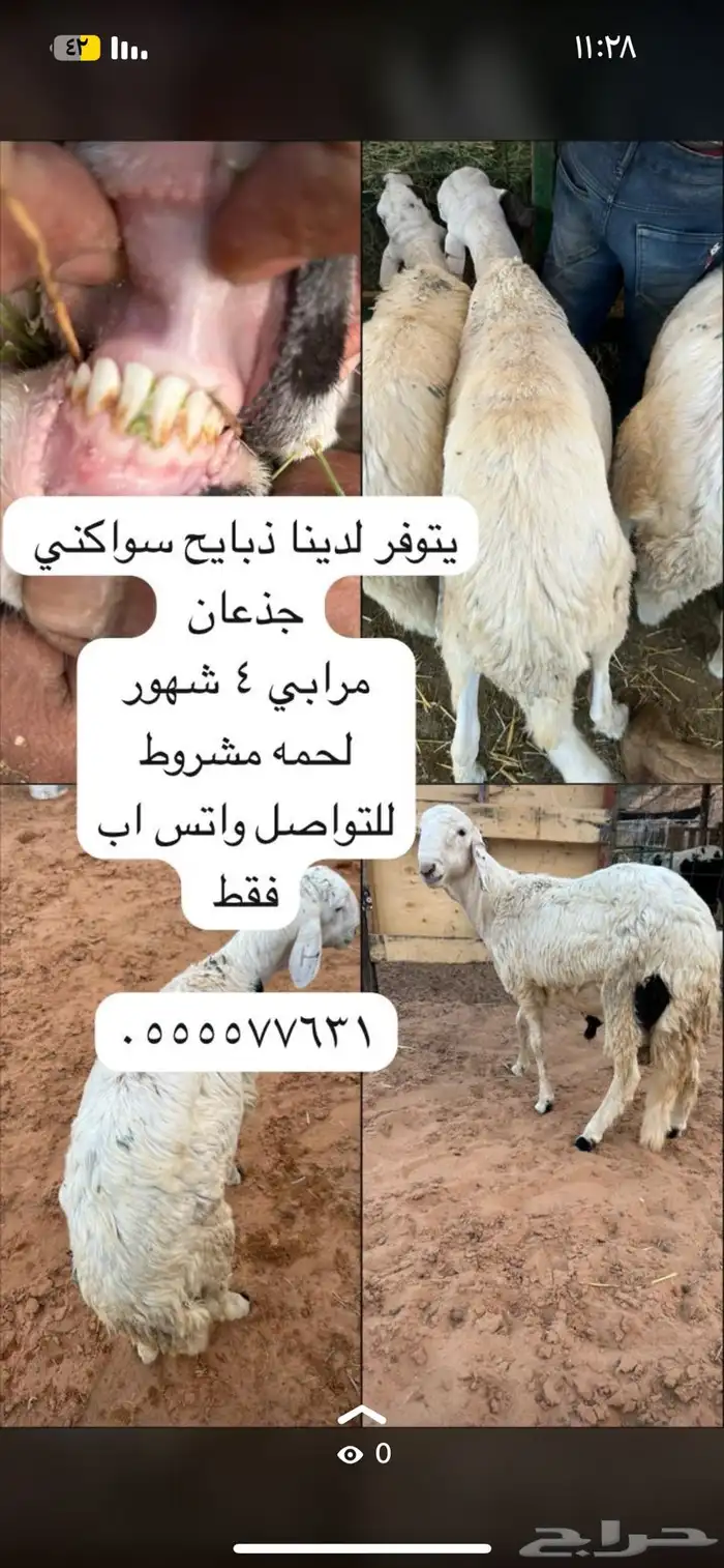 ذبيحتك واصله لبيتك 0